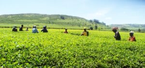 Tea pluckers in a tea farm.