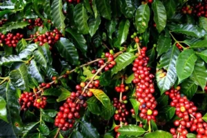 Raw Coffee berries