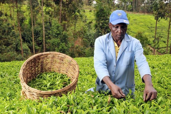 Over 51,000 Kirinyaga, Embu tea farmers to benefit from sustainable agriculture training