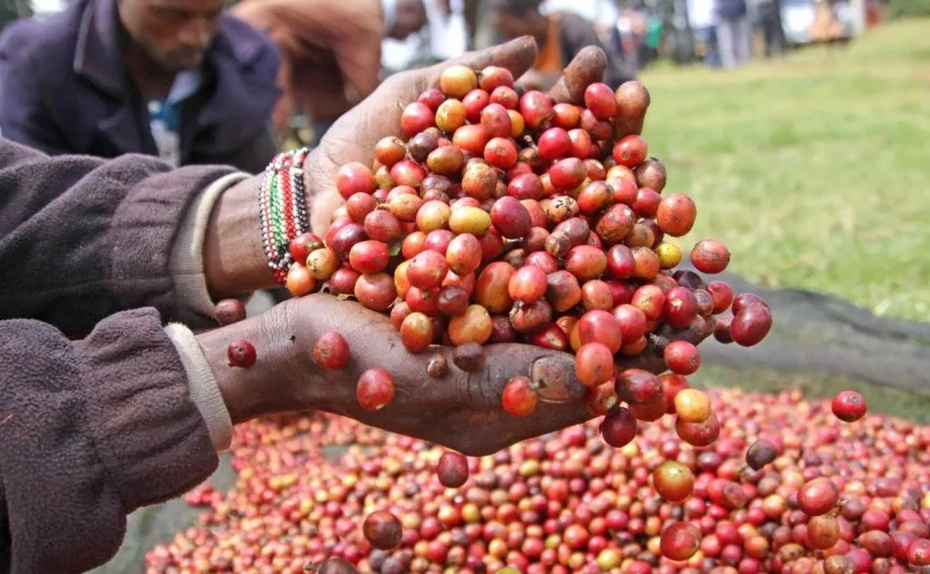coffee berries