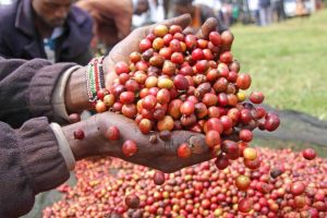 coffee berries