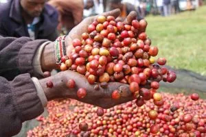coffee berries