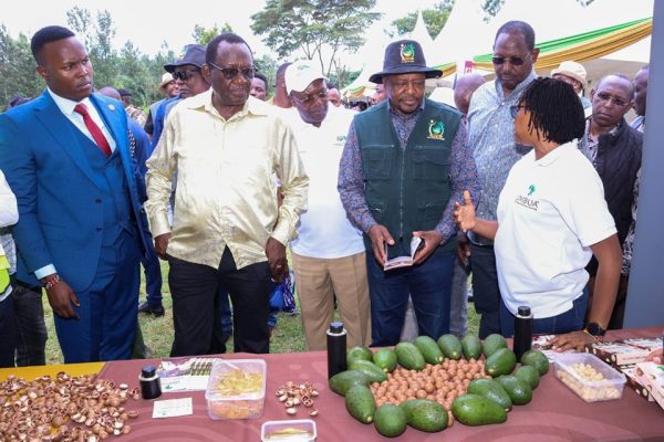 Avocado Society of Kenya appeal to AFA to reconsider its directive halting avocado exports