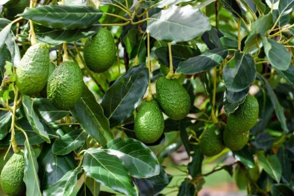 Nyandarua farmers urge AFA to review avocado export ban