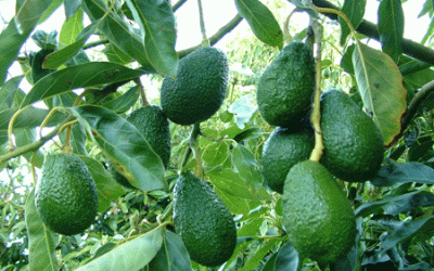 Avocado