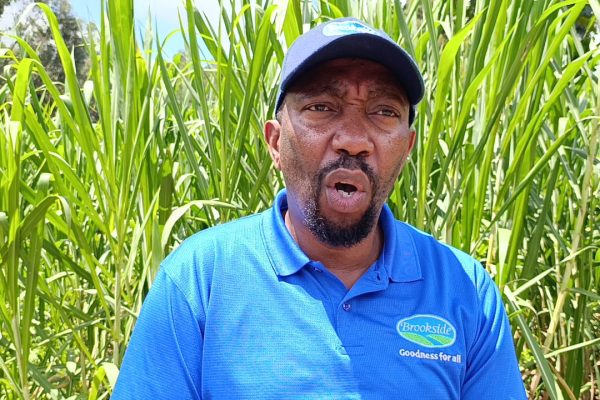 Brookside to support dairy farmers through sustainable agricultural programs