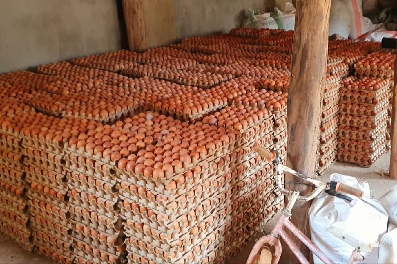 eggs