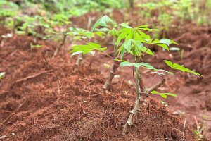 Cassava plant