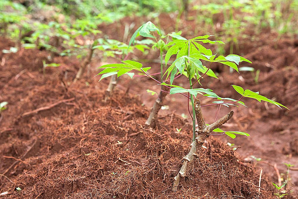 Cassava plant