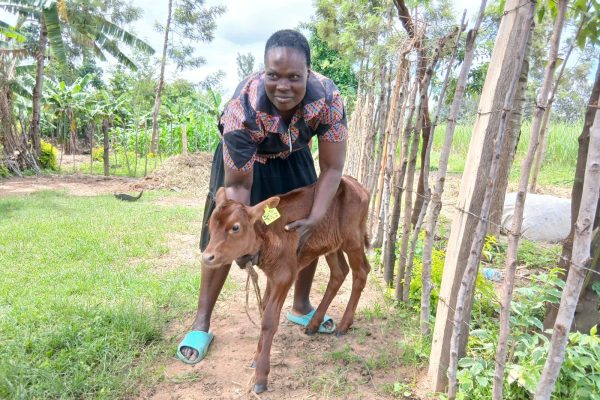 Subsidised AI programme expands access to improved dairy breeds in Western Kenya Dairy farmer