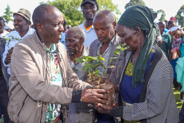 Kericho farmers abandon maize, embrace coffee cultivation as profits decline