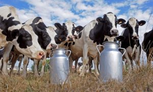 Dairy cows