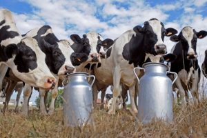Dairy cows
