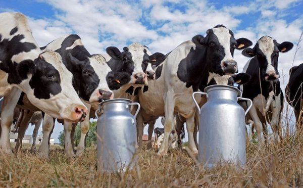 KNBS Economic Survey 2026: Kenya dairy sector hits record 5.5 million tonnes as New KCC battles losses Dairy cows