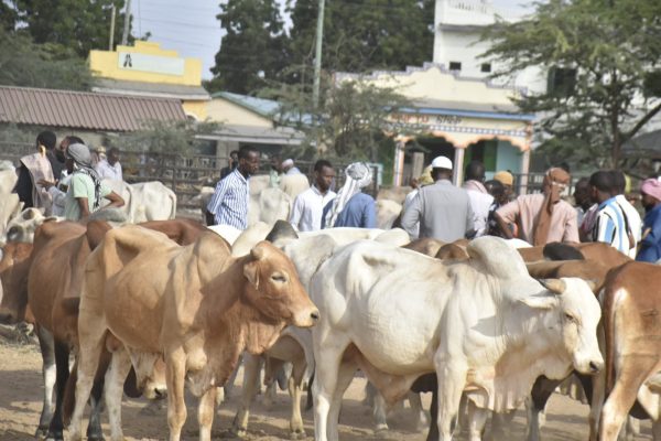 Livestock outpaces other agricultural sectors in global growth: FAO study