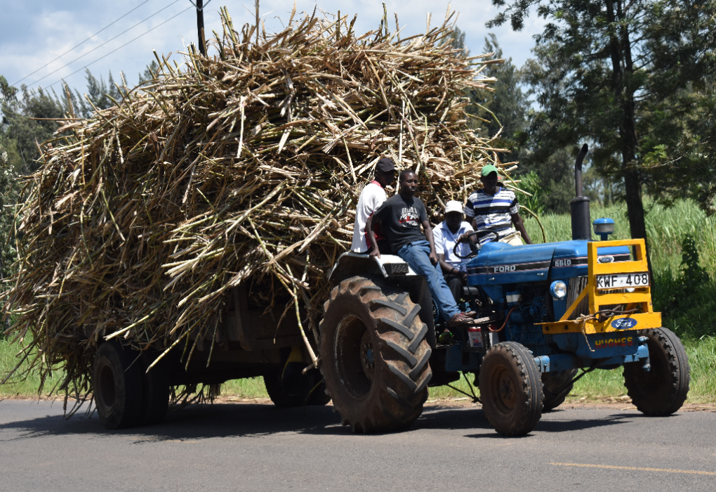 Sugarcane