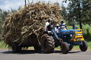 Sugarcane