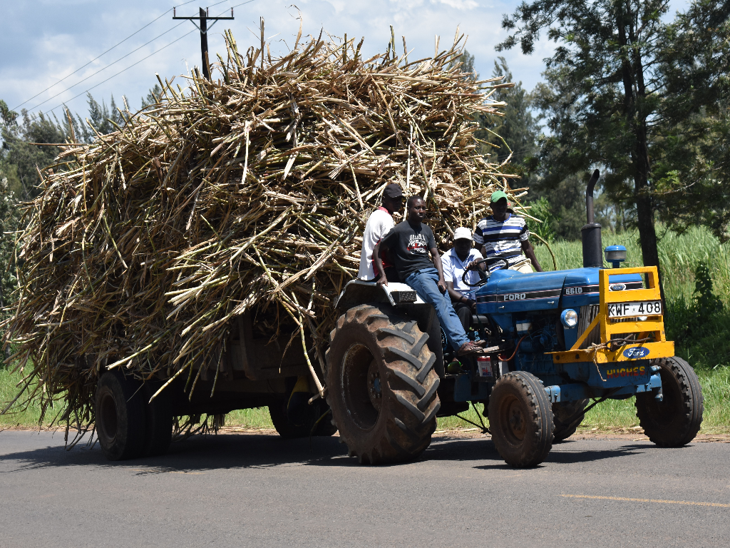 Sugarcane