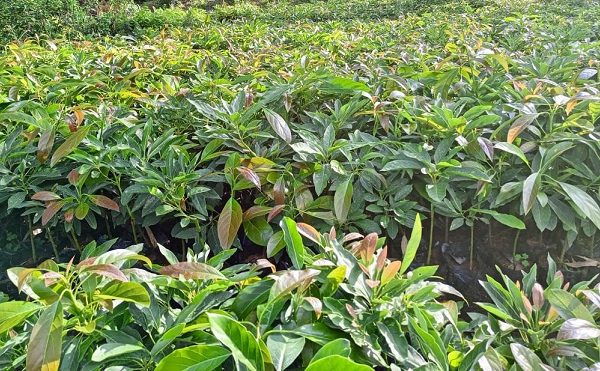 Meru farmers to receive six million avocado, cocoa seedlings