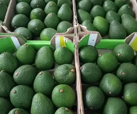 Avocado exports hit as AFA orders closure of sea shipments