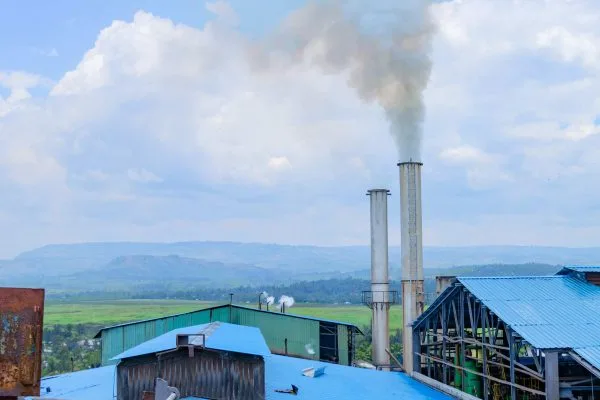 Muhoroni sugar mill revival boosts farmers and traders