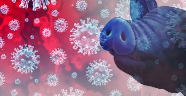 African Swine Fever outbreak wipes out pigs in 7 counties