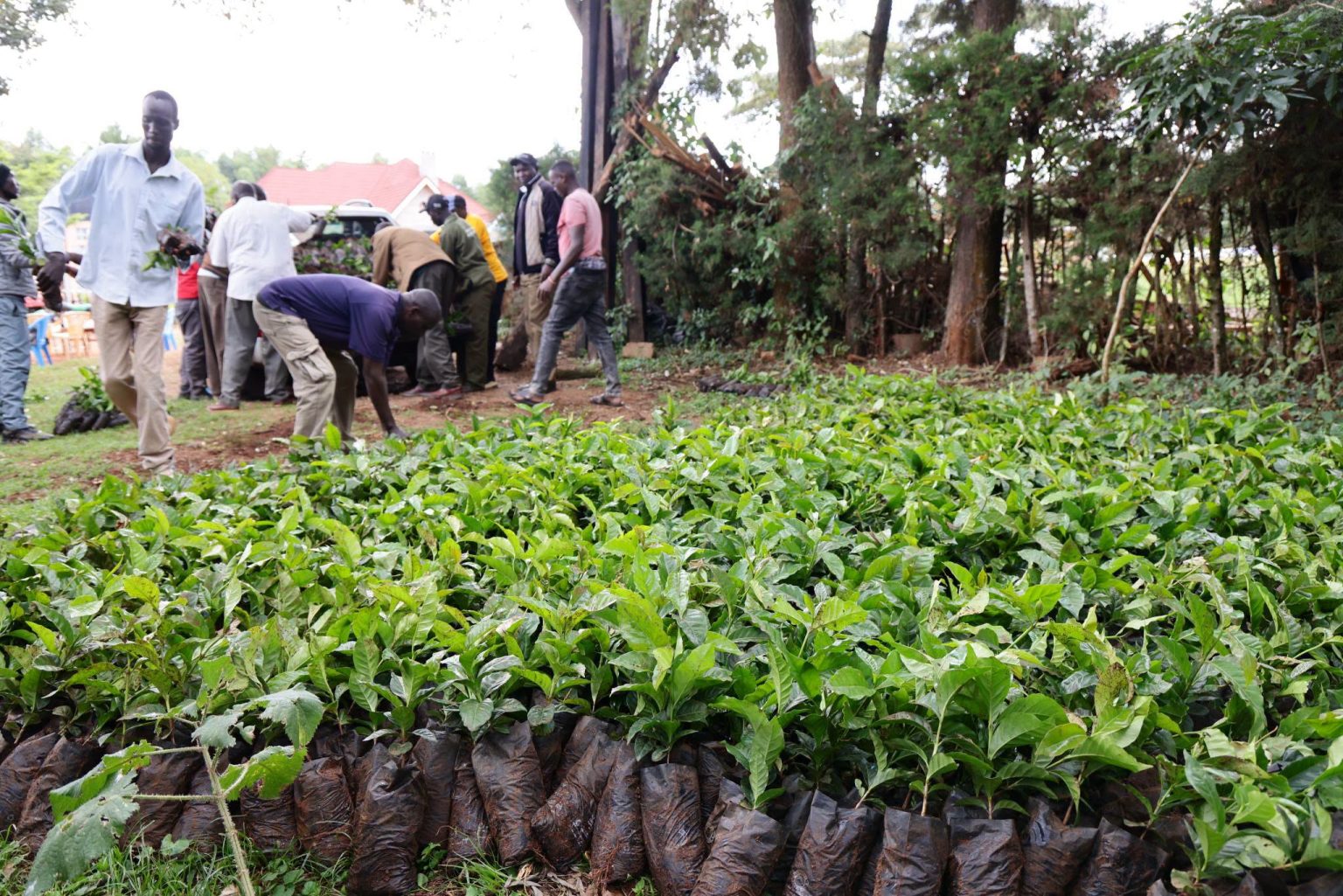 Tea farmers await KTDA second bonus payment for 2025/26