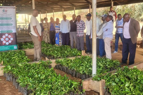 New KPCU distributes coffee seedlings to Kangundo farmers