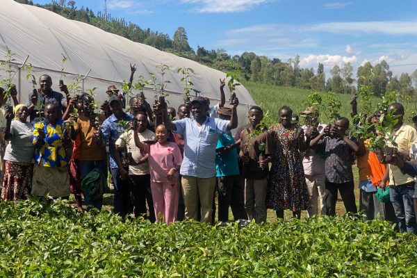 New KPCU seedling drive boosts coffee revival in five counties
